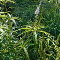Veronicastrum virginicum 'Lavendelturm'